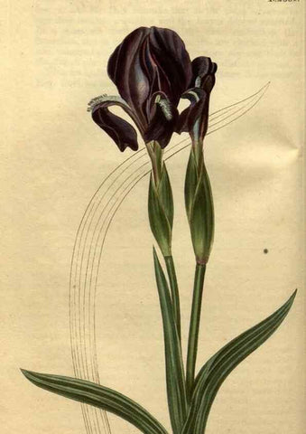 Reproducción/Reproduction 35150401176: Curtis's botanical magazine.. London ; New York [etc.] :Academic Press [etc.]