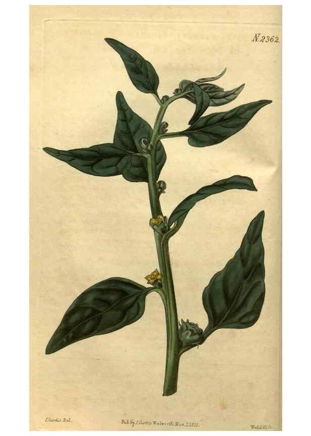 Reproducción/Reproduction 34381123683: Curtis's botanical magazine.. London ; New York [etc.] :Academic Press [etc.]