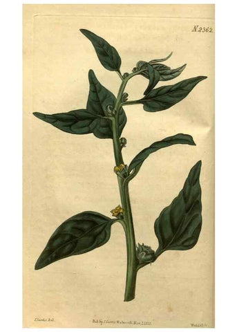 Reproducción/Reproduction 34381123683: Curtis's botanical magazine.. London ; New York [etc.] :Academic Press [etc.]