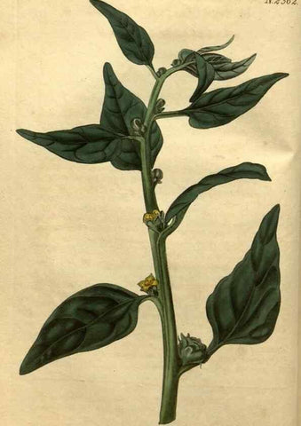 Reproducción/Reproduction 34381123683: Curtis's botanical magazine.. London ; New York [etc.] :Academic Press [etc.]