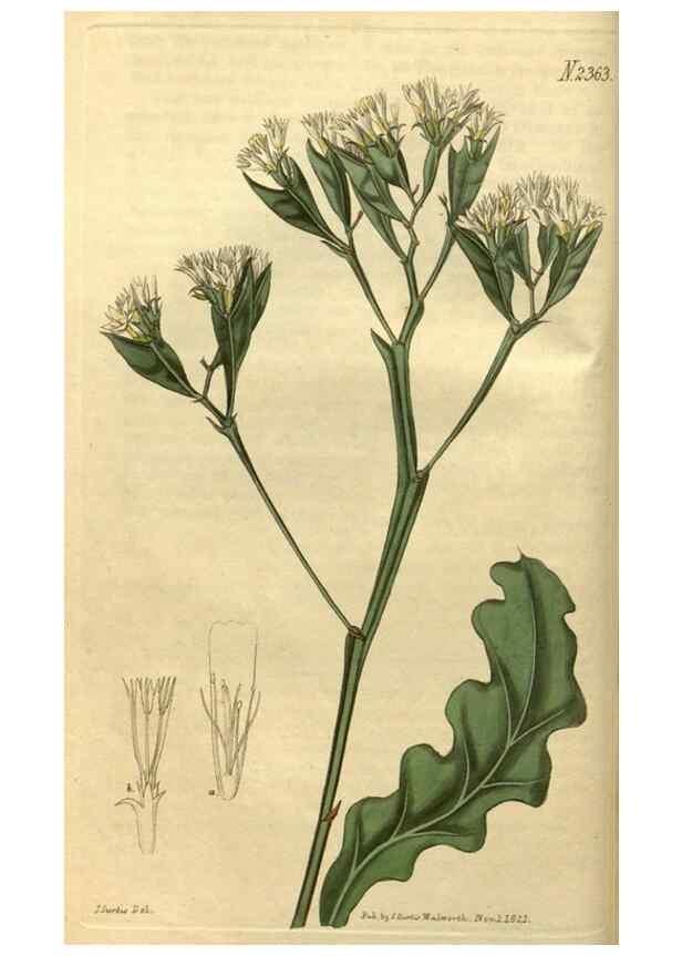Reproducción/Reproduction 34381125143: Curtis's botanical magazine.. London ; New York [etc.] :Academic Press [etc.]