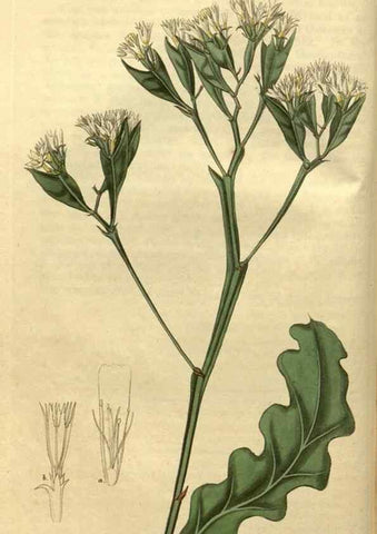 Reproducción/Reproduction 34381125143: Curtis's botanical magazine.. London ; New York [etc.] :Academic Press [etc.]