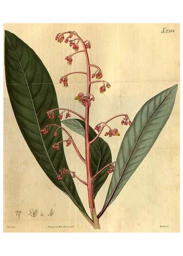 Reproducción/Reproduction 34381126583: Curtis's botanical magazine.. London ; New York [etc.] :Academic Press [etc.]