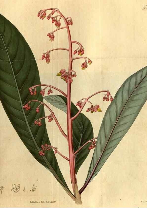 Reproducción/Reproduction 34381126583: Curtis's botanical magazine.. London ; New York [etc.] :Academic Press [etc.]