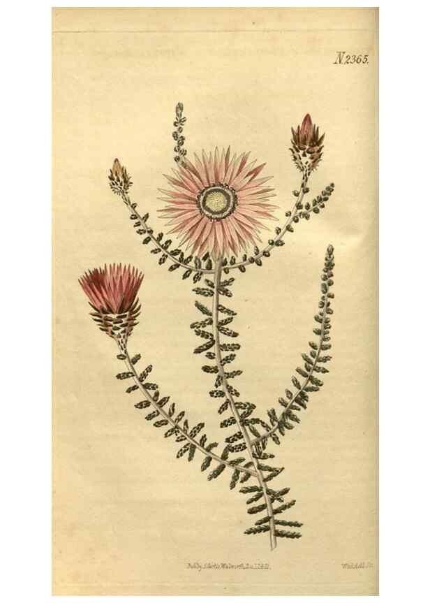 Reproducción/Reproduction 34381128243: Curtis's botanical magazine.. London ; New York [etc.] :Academic Press [etc.]