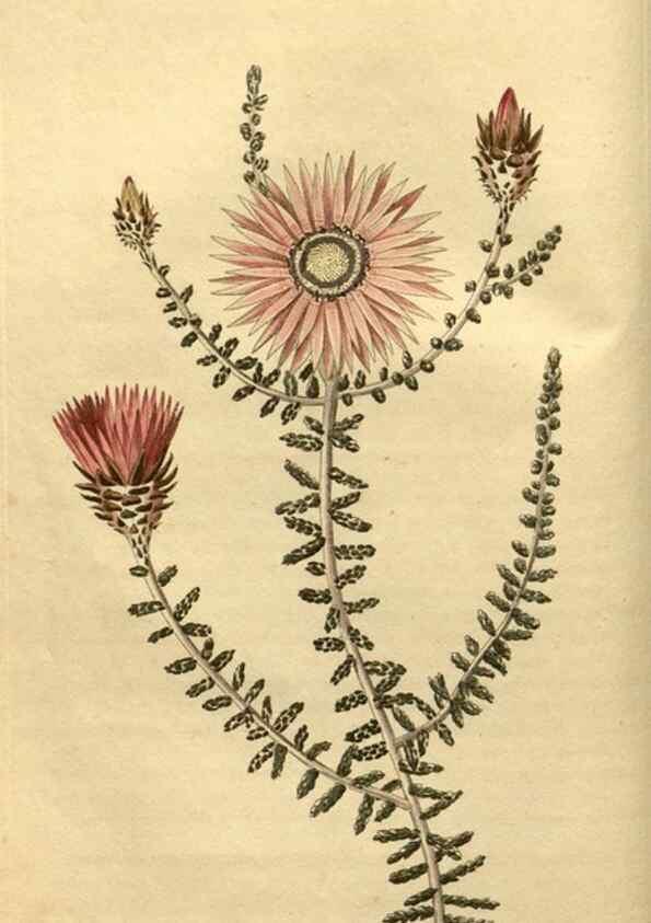 Reproducción/Reproduction 34381128243: Curtis's botanical magazine.. London ; New York [etc.] :Academic Press [etc.]