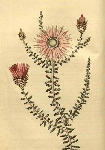 Reproducción/Reproduction 34381128243: Curtis's botanical magazine.. London ; New York [etc.] :Academic Press [etc.]