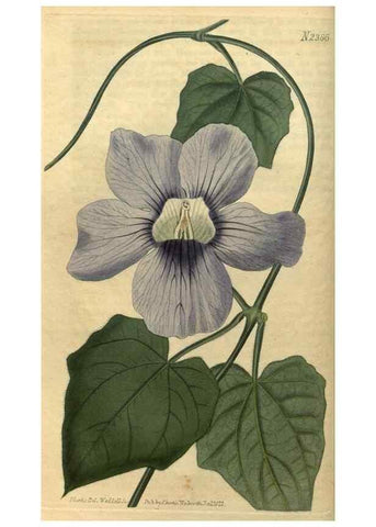 Reproducción/Reproduction 34381129963: Curtis's botanical magazine.. London ; New York [etc.] :Academic Press [etc.]