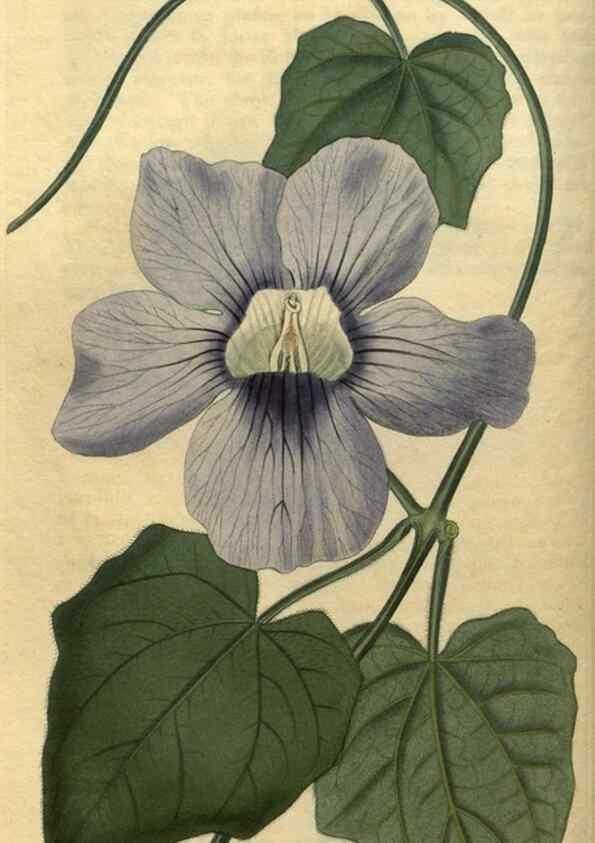 Reproducción/Reproduction 34381129963: Curtis's botanical magazine.. London ; New York [etc.] :Academic Press [etc.]