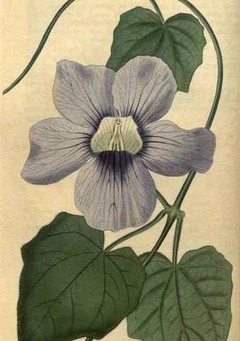 Reproducción/Reproduction 34381129963: Curtis's botanical magazine.. London ; New York [etc.] :Academic Press [etc.]