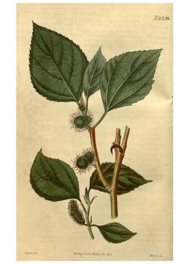 Reproducción/Reproduction 35150395746: Curtis's botanical magazine.. London ; New York [etc.] :Academic Press [etc.]