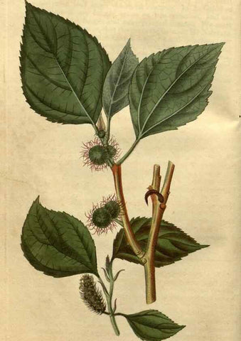 Reproducción/Reproduction 35150395746: Curtis's botanical magazine.. London ; New York [etc.] :Academic Press [etc.]