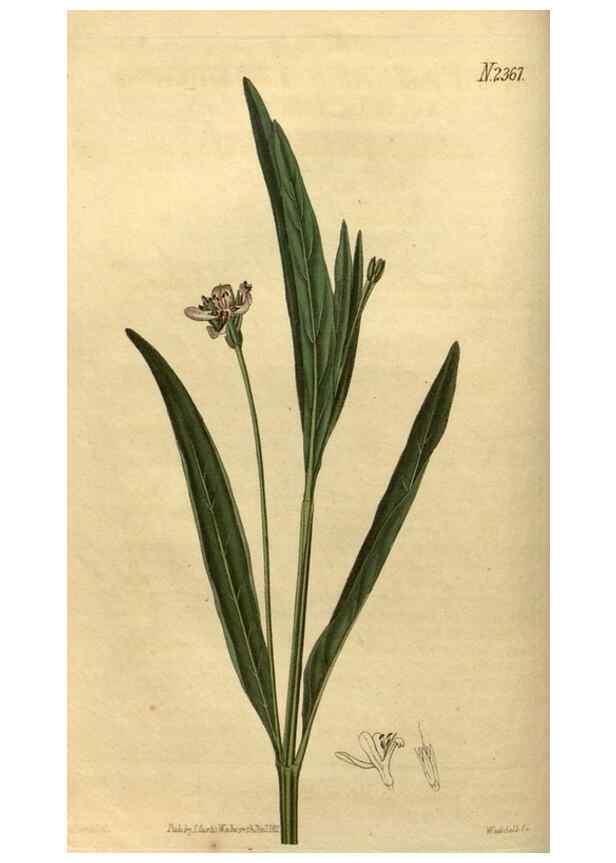Reproducción/Reproduction 35060250971: Curtis's botanical magazine.. London ; New York [etc.] :Academic Press [etc.]