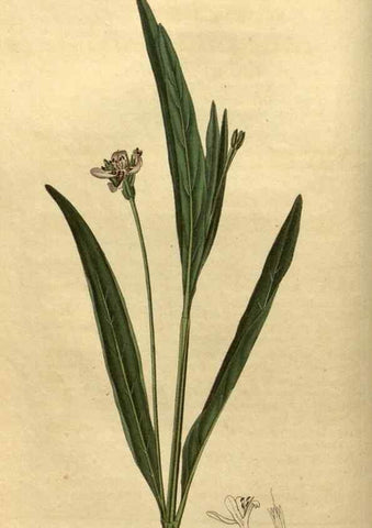Reproducción/Reproduction 35060250971: Curtis's botanical magazine.. London ; New York [etc.] :Academic Press [etc.]
