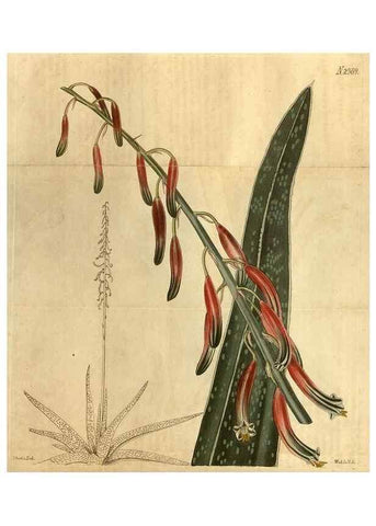 Reproducción/Reproduction 34804101430: Curtis's botanical magazine.. London ; New York [etc.] :Academic Press [etc.]