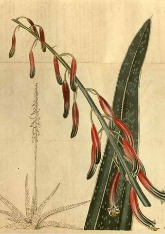 Reproducción/Reproduction 34804101430: Curtis's botanical magazine.. London ; New York [etc.] :Academic Press [etc.]