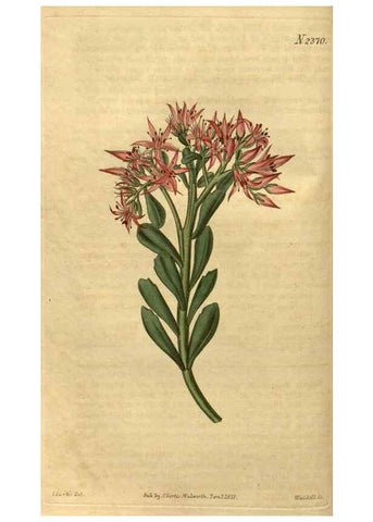 Reproducción/Reproduction 34804102680: Curtis's botanical magazine.. London ; New York [etc.] :Academic Press [etc.]
