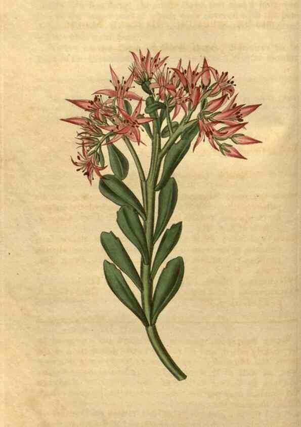 Reproducción/Reproduction 34804102680: Curtis's botanical magazine.. London ; New York [etc.] :Academic Press [etc.]