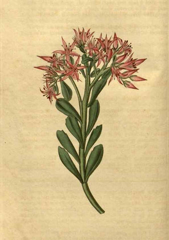 Reproducción/Reproduction 34804102680: Curtis's botanical magazine.. London ; New York [etc.] :Academic Press [etc.]