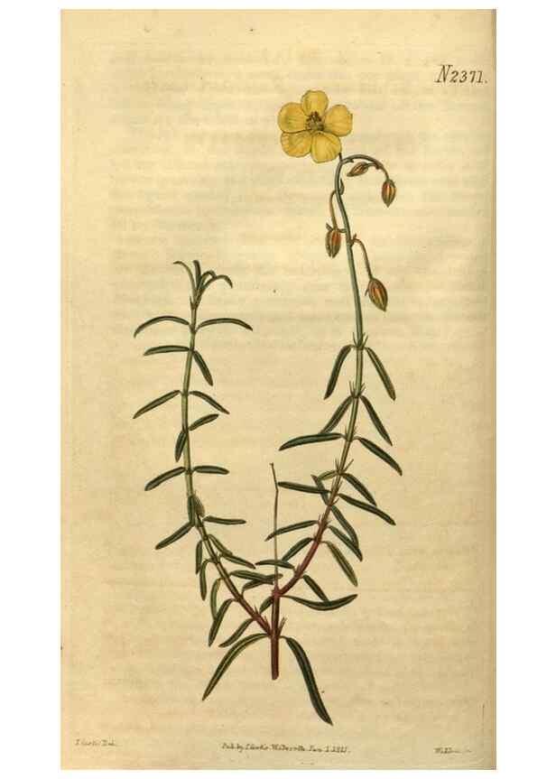 Reproducción/Reproduction 34804104120: Curtis's botanical magazine.. London ; New York [etc.] :Academic Press [etc.]