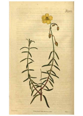 Reproducción/Reproduction 34804104120: Curtis's botanical magazine.. London ; New York [etc.] :Academic Press [etc.]
