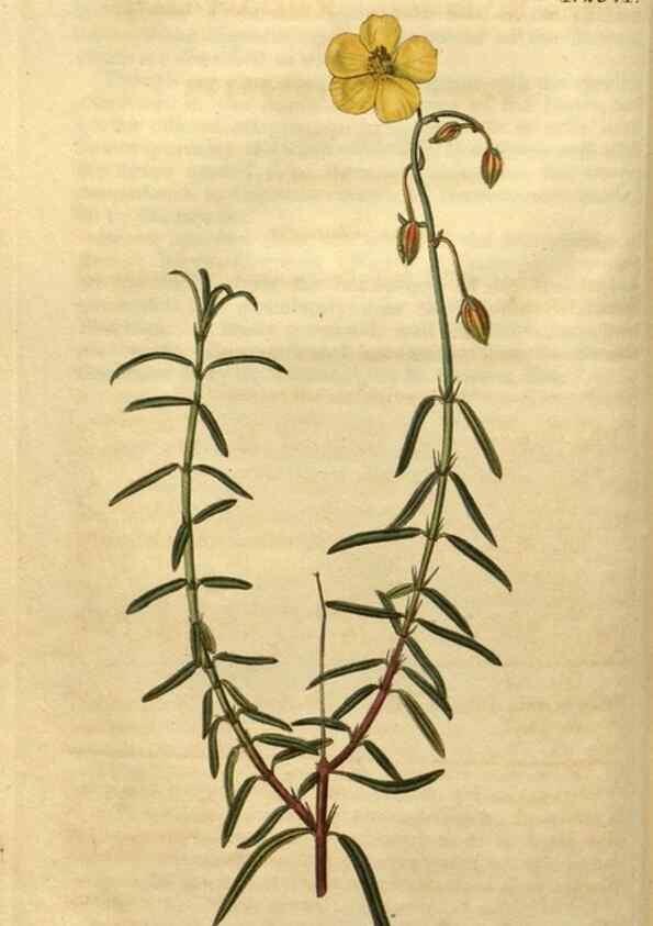 Reproducción/Reproduction 34804104120: Curtis's botanical magazine.. London ; New York [etc.] :Academic Press [etc.]