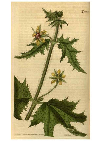 Reproducción/Reproduction 34804105360: Curtis's botanical magazine.. London ; New York [etc.] :Academic Press [etc.]
