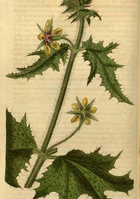 Reproducción/Reproduction 34804105360: Curtis's botanical magazine.. London ; New York [etc.] :Academic Press [etc.]