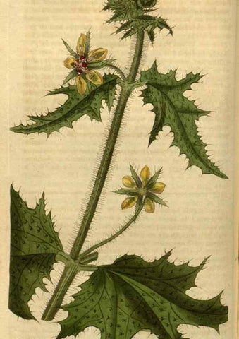 Reproducción/Reproduction 34804105360: Curtis's botanical magazine.. London ; New York [etc.] :Academic Press [etc.]