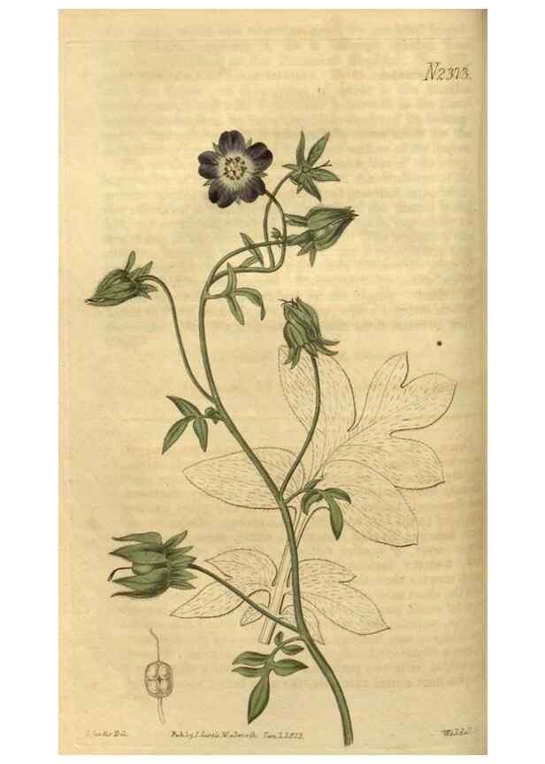 Reproducción/Reproduction 34381140873: Curtis's botanical magazine.. London ; New York [etc.] :Academic Press [etc.]
