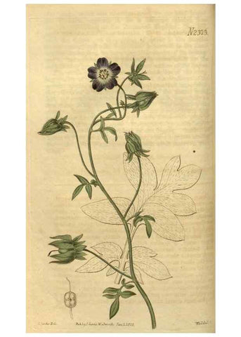 Reproducción/Reproduction 34381140873: Curtis's botanical magazine.. London ; New York [etc.] :Academic Press [etc.]
