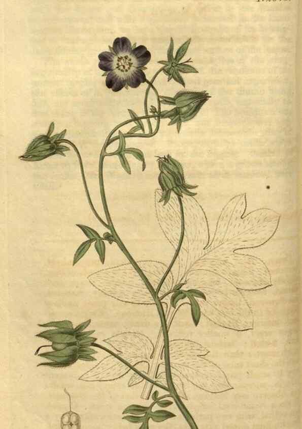 Reproducción/Reproduction 34381140873: Curtis's botanical magazine.. London ; New York [etc.] :Academic Press [etc.]
