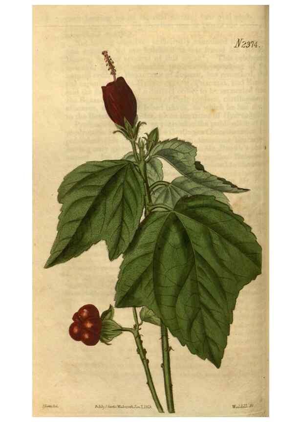 Reproducción/Reproduction 34381142233: Curtis's botanical magazine.. London ; New York [etc.] :Academic Press [etc.]