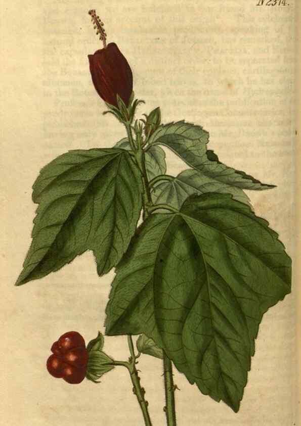 Reproducción/Reproduction 34381142233: Curtis's botanical magazine.. London ; New York [etc.] :Academic Press [etc.]