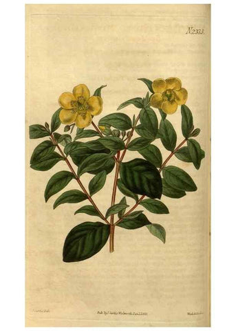 Reproducción/Reproduction 34381143103: Curtis's botanical magazine.. London ; New York [etc.] :Academic Press [etc.]