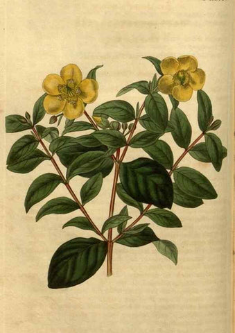Reproducción/Reproduction 34381143103: Curtis's botanical magazine.. London ; New York [etc.] :Academic Press [etc.]
