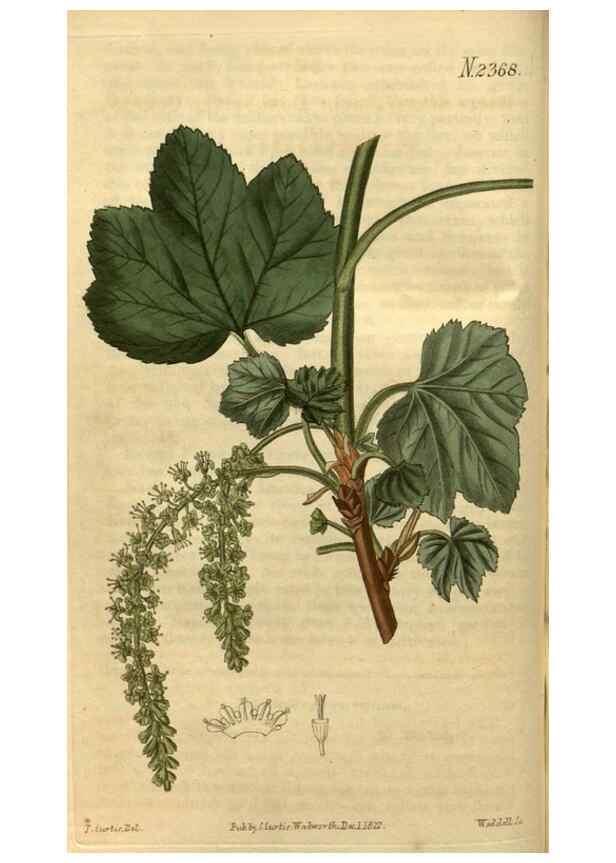Reproducción/Reproduction 35025355372: Curtis's botanical magazine.. London ; New York [etc.] :Academic Press [etc.]