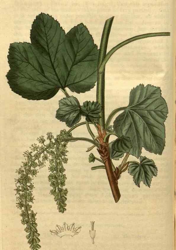 Reproducción/Reproduction 35025355372: Curtis's botanical magazine.. London ; New York [etc.] :Academic Press [etc.]