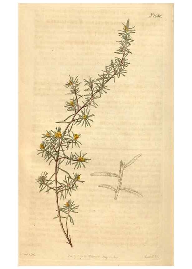 Reproducción/Reproduction 35189694725: Curtis's botanical magazine.. London ; New York [etc.] :Academic Press [etc.]