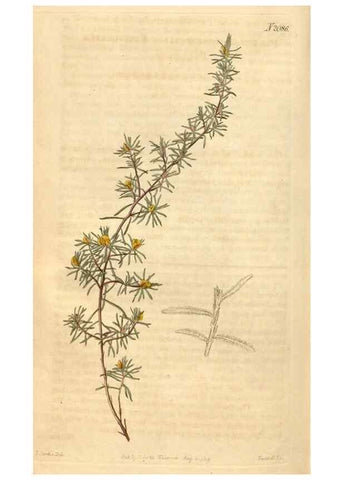 Reproducción/Reproduction 35189694725: Curtis's botanical magazine.. London ; New York [etc.] :Academic Press [etc.]