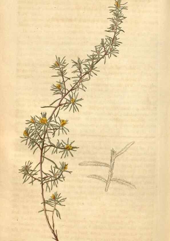 Reproducción/Reproduction 35189694725: Curtis's botanical magazine.. London ; New York [etc.] :Academic Press [etc.]
