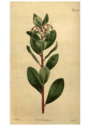 Reproducción/Reproduction 35150251536: Curtis's botanical magazine.. London ; New York [etc.] :Academic Press [etc.]