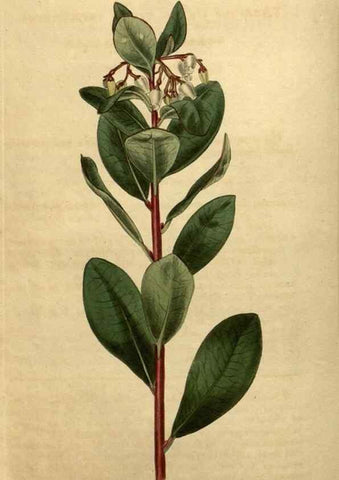 Reproducción/Reproduction 35150251536: Curtis's botanical magazine.. London ; New York [etc.] :Academic Press [etc.]