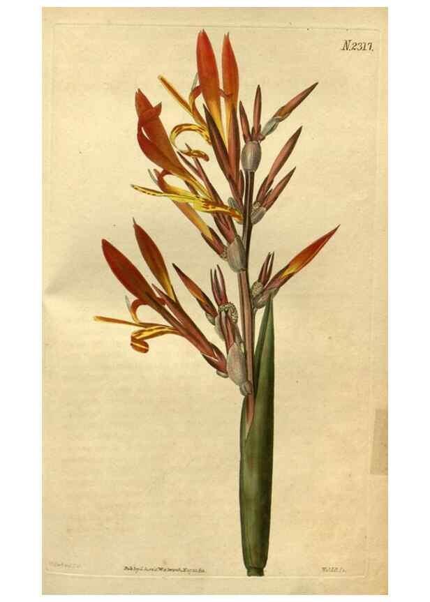 Reproducción/Reproduction 34380981973: Curtis's botanical magazine.. London ; New York [etc.] :Academic Press [etc.]
