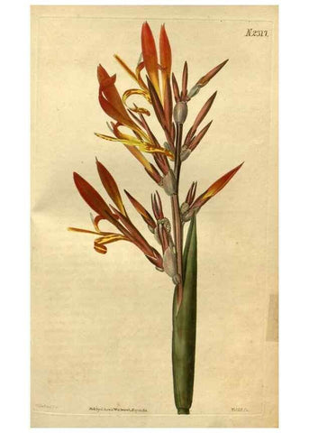 Reproducción/Reproduction 34380981973: Curtis's botanical magazine.. London ; New York [etc.] :Academic Press [etc.]