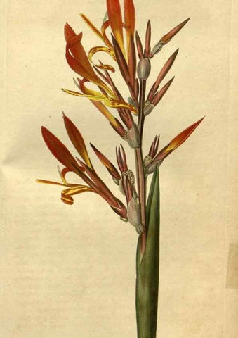 Reproducción/Reproduction 34380981973: Curtis's botanical magazine.. London ; New York [etc.] :Academic Press [etc.]