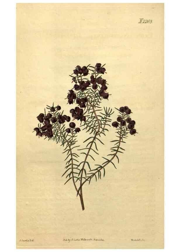 Reproducción/Reproduction 35059897021: Curtis's botanical magazine.. London ; New York [etc.] :Academic Press [etc.]