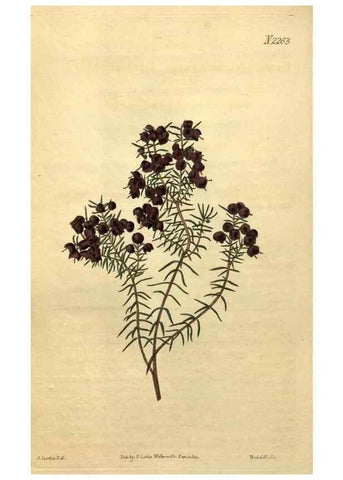 Reproducción/Reproduction 35059897021: Curtis's botanical magazine.. London ; New York [etc.] :Academic Press [etc.]
