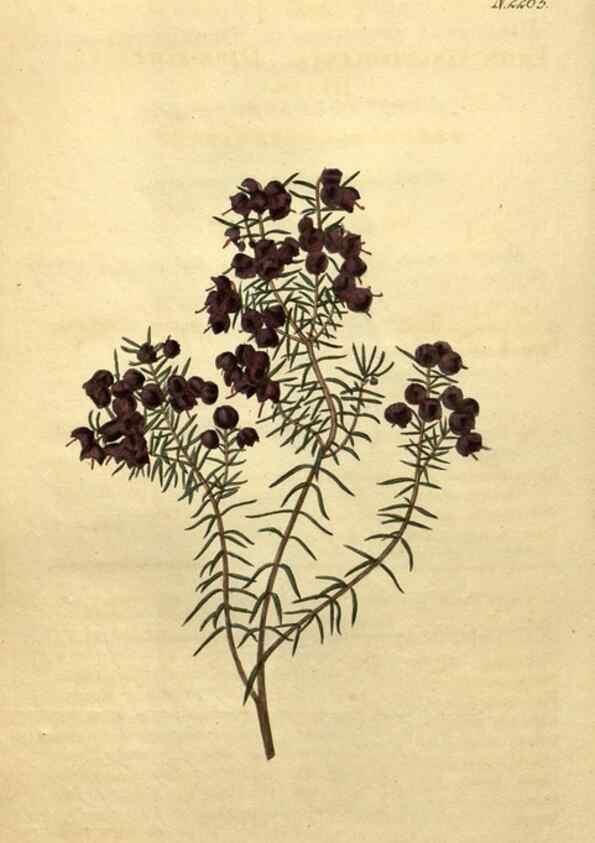 Reproducción/Reproduction 35059897021: Curtis's botanical magazine.. London ; New York [etc.] :Academic Press [etc.]