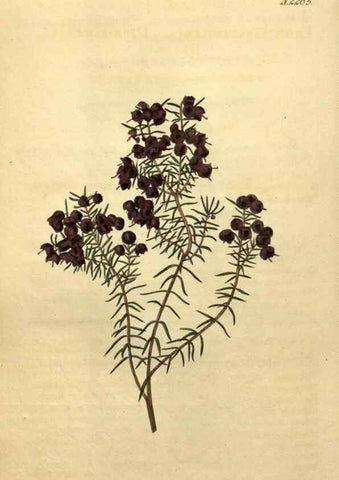 Reproducción/Reproduction 35059897021: Curtis's botanical magazine.. London ; New York [etc.] :Academic Press [etc.]